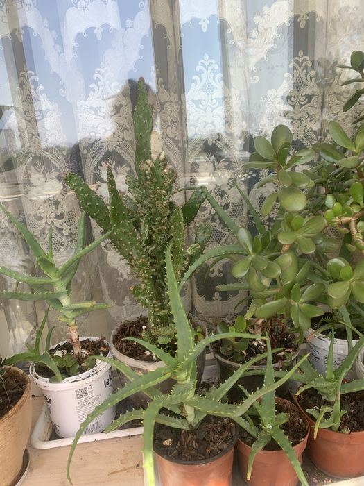 Продам комнатное растение