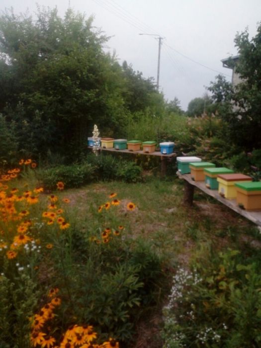 Бджолопакети Карніка Скленар ( Carnica Sklenar) пчелопакеты