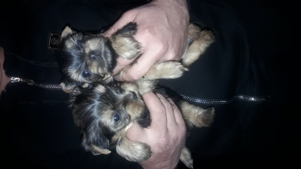 Дети Йорка с документами