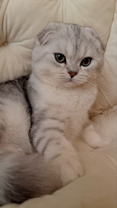 Вихловухе шотландське кошеня, хлопчик, scottish fold, мармуровий