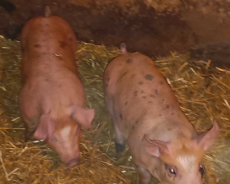 Prosięta, super mięsność duroc x pietrain