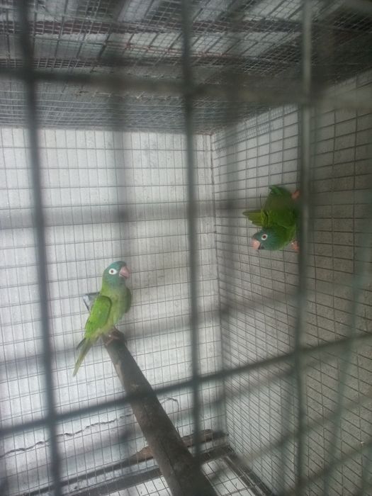 Casal Aratinga testa azul ariticaudata