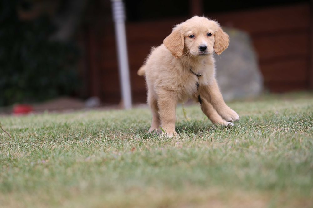 Golden Retriever szczeniak suczka