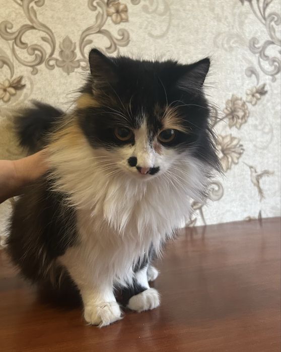 Кішечки безоплатно