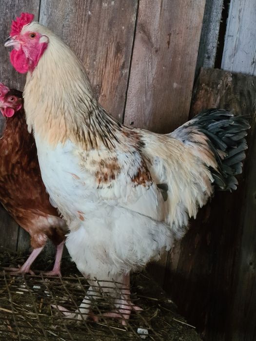 Piękny duży kogut młody braham