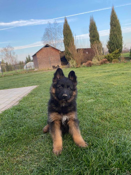 Owczarki Niemieckie Długowłose