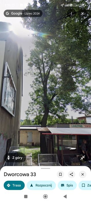 Drzewo duży Jesion Żywiec oddam za darmo