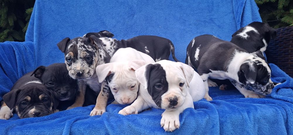 American bully standard szczenię z metryką