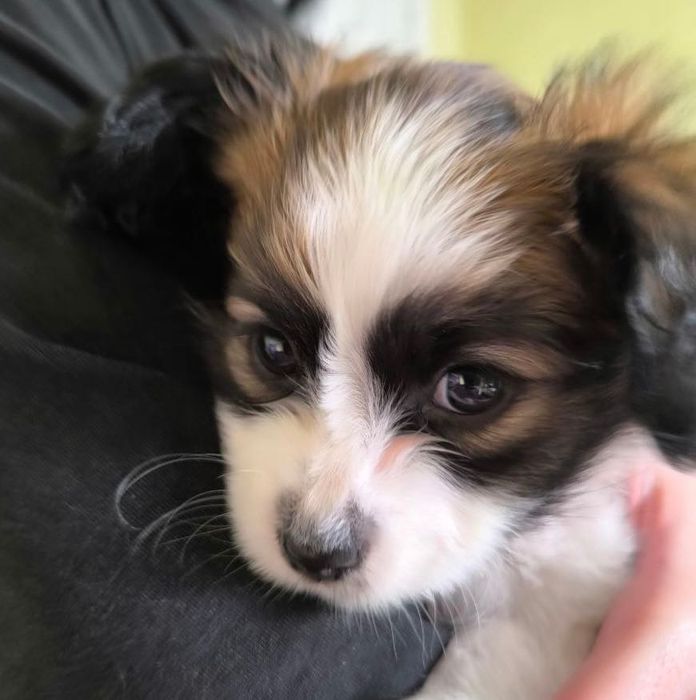 Папійон фален Рафаель цуценя континентальний той спаніель