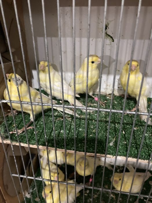 Kanarki Harceńskie samce i samice