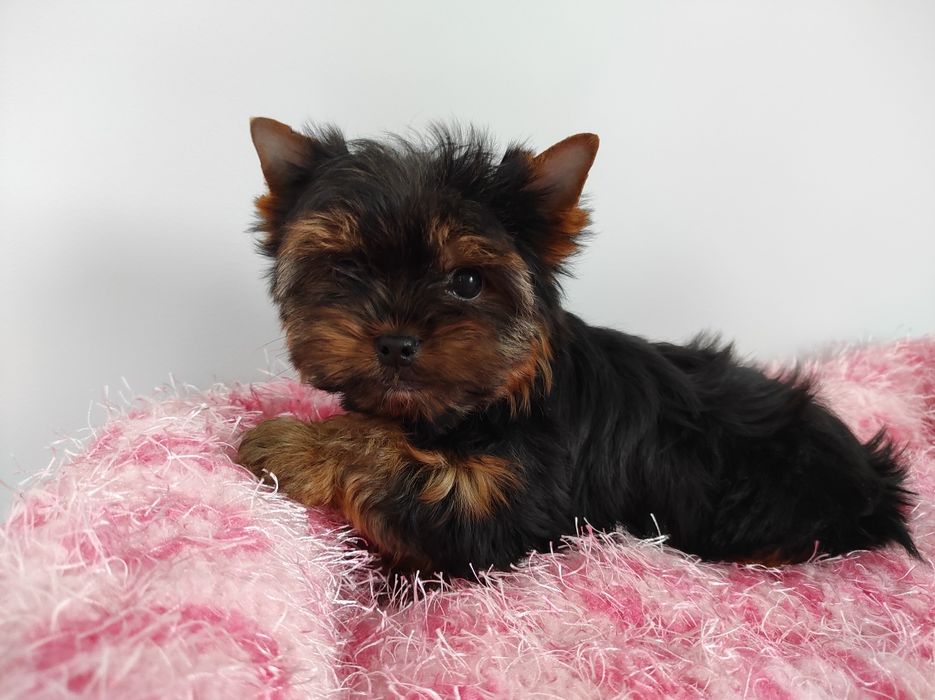 Yorkshire z rodowodem