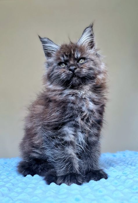 Maine coon piękna czarna dymna kotka do hodowli