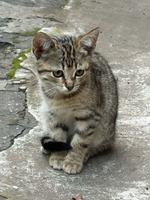 Котёнок бесплатно
