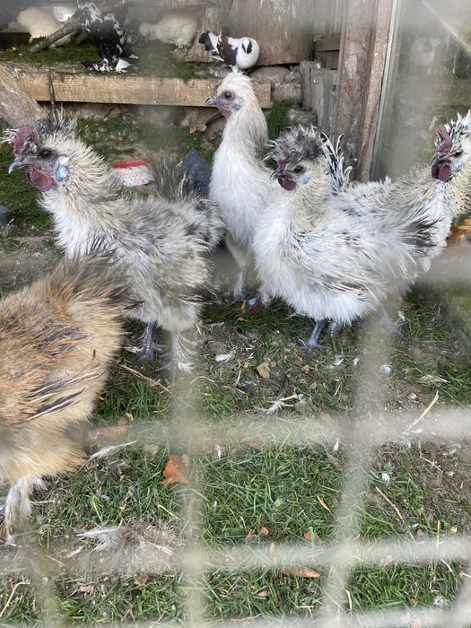 Koguty ozdobne z zeszłego roku