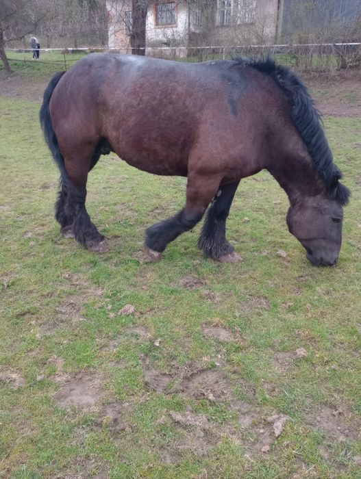 Sprzedam klacz z młodym