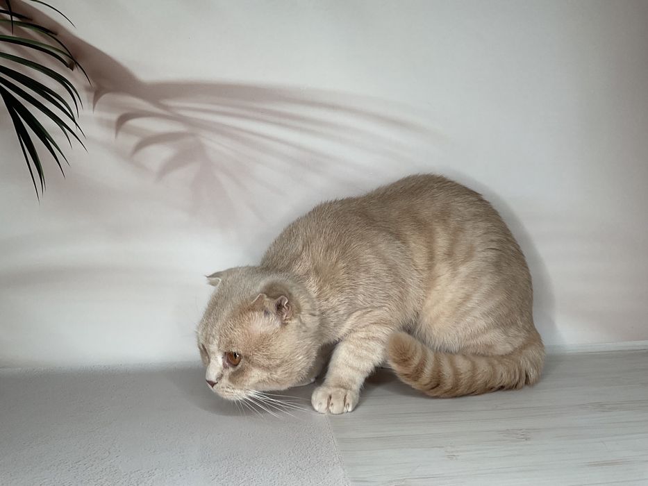 В’язка шотландський висловухий, шотландець кіт, котик