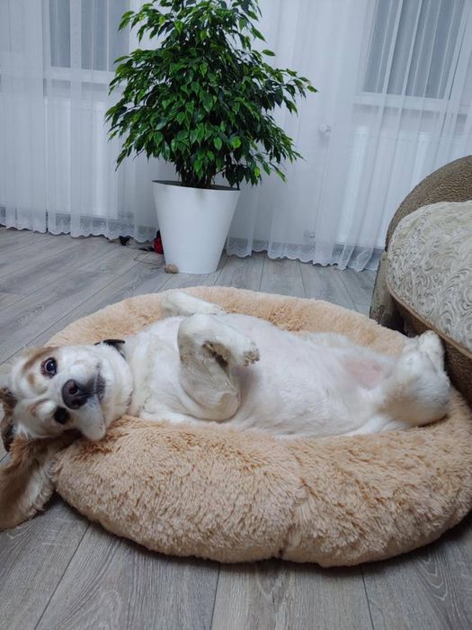 Лежанка для собак та котів «Пончик»