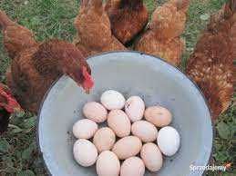 Kury Nioski młode z pierwszym jajkiem ROSA LEGHORN MESSA.Hurt-Detal