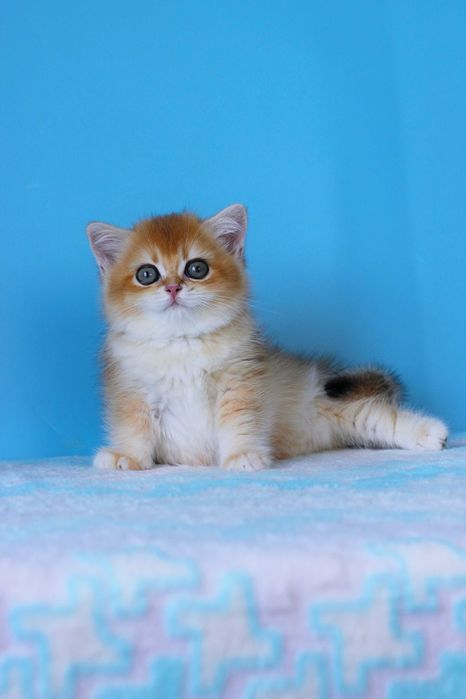 Милий британчик хлопчик