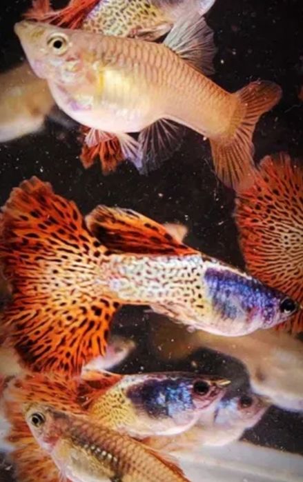 Gupiki  Metal Red Lase