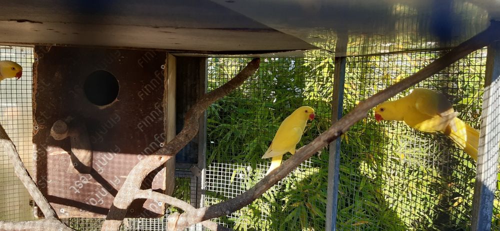 Ring Necks de diversas mutações