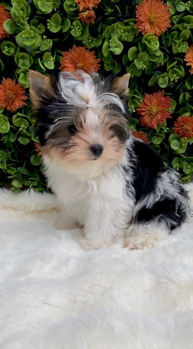 Бівер, Бівер йорк