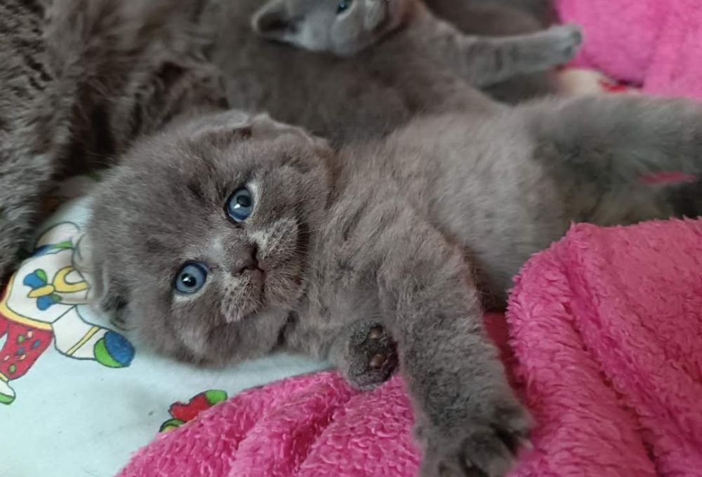 Продам котят шотландцев