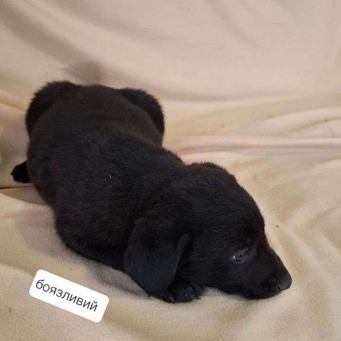 Цуценята шукають свій дім