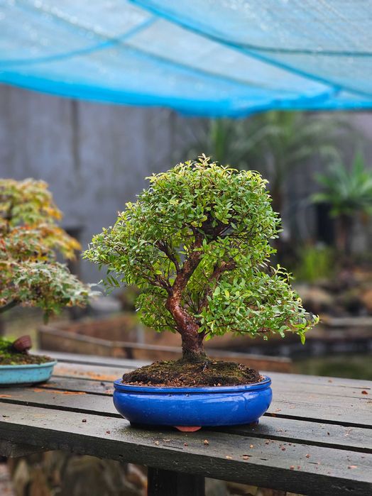 Bonsai zyzygium 20 anos