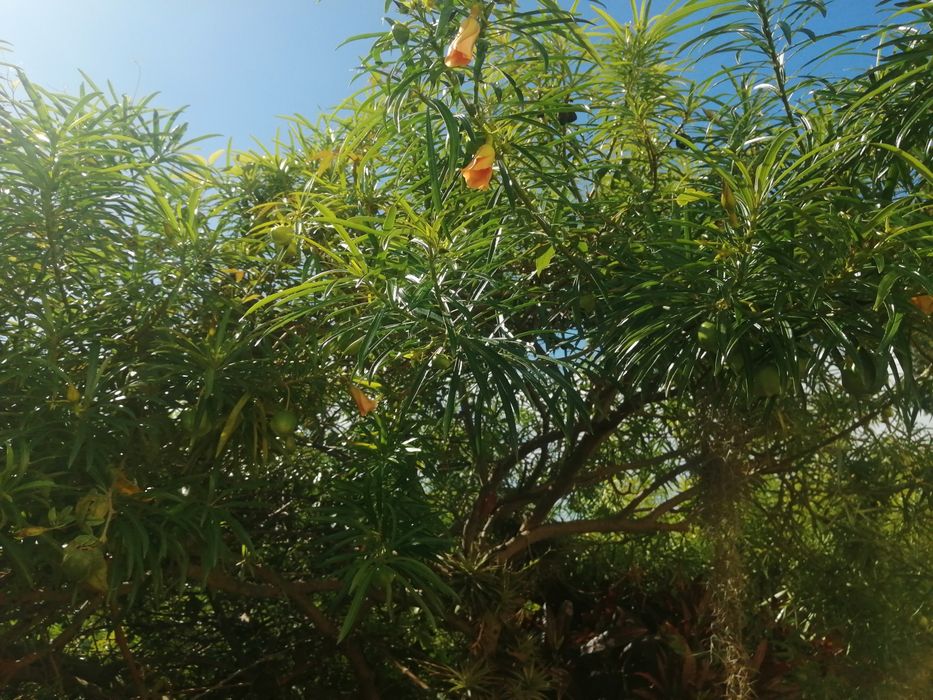 Semente de Planta mini jarros