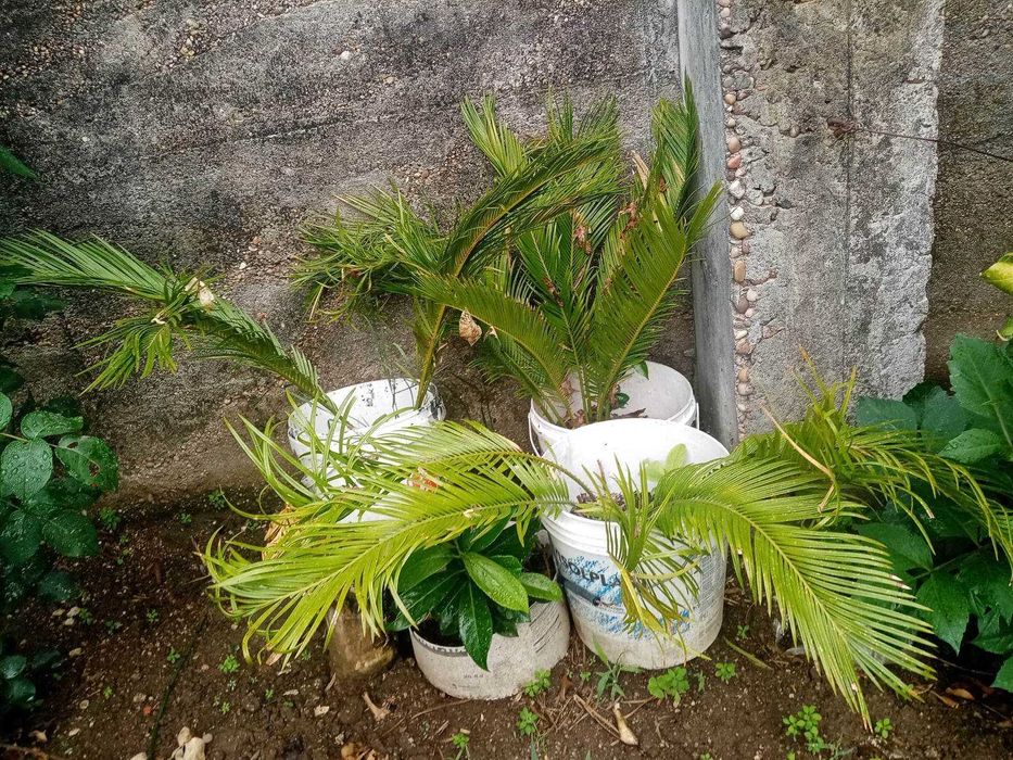 Palmeiras cycas Revoluta