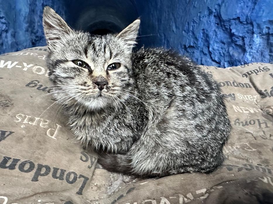 Отдам котят бесплатно