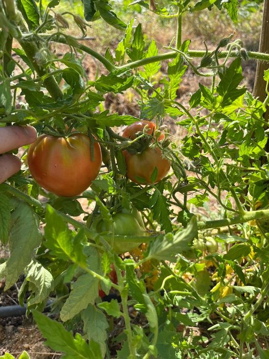Tomate coração de boi