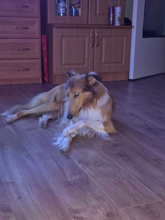 Szczeniaki owczarka szkockiego