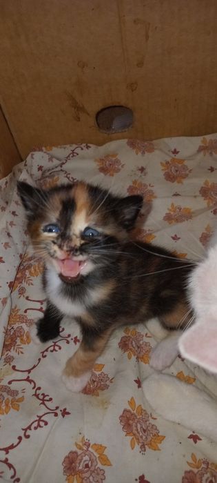 Продам милых котят.