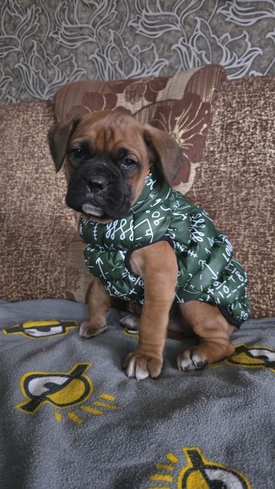 Нем боксер мальчик.