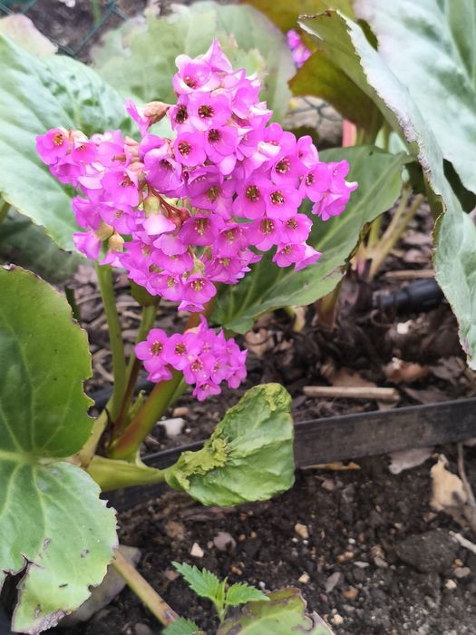 Sprzedam bergenię cordifolia