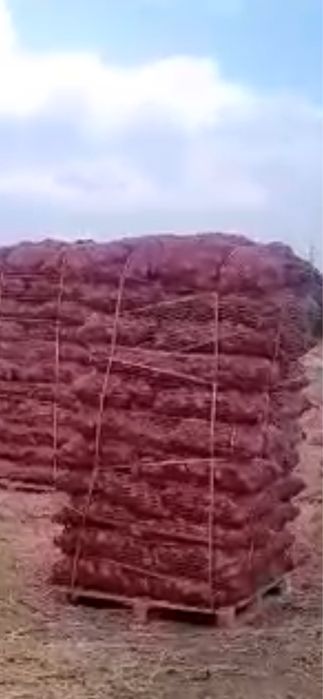 Czerwona cebula z importu