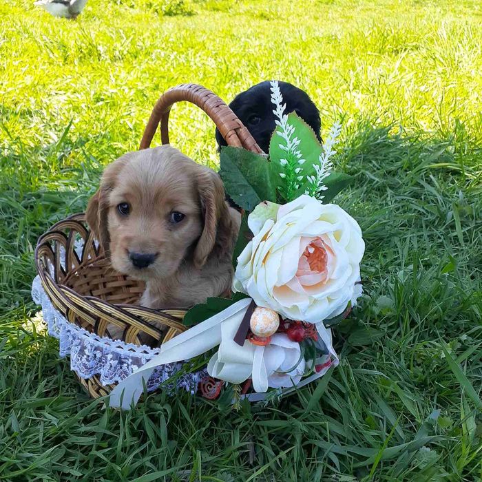 Продам чистокровних щенят.