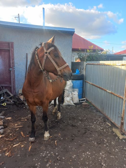 Продається дві кобили