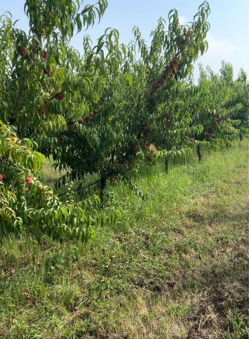Берегово .Земельна ділянка 15 га,персик сад