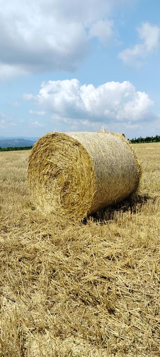 Sprzedam słomę w belach 130cm z 2025 roku