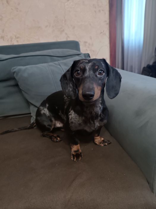 Вязка карликової такси