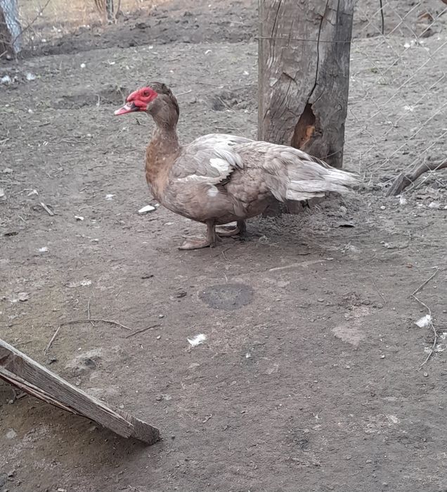 Продаются качури молоди