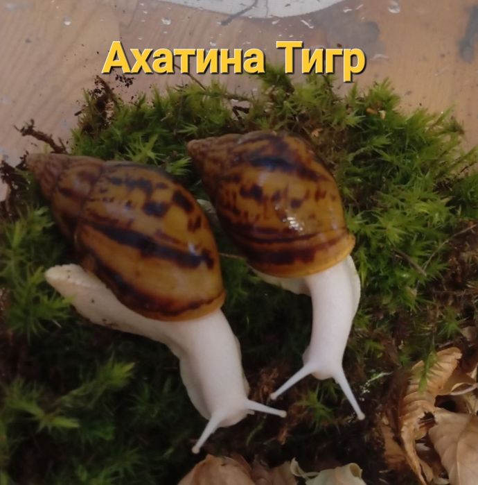 ЦЕНА СНИЖЕНА! Ахатины разные Акция
