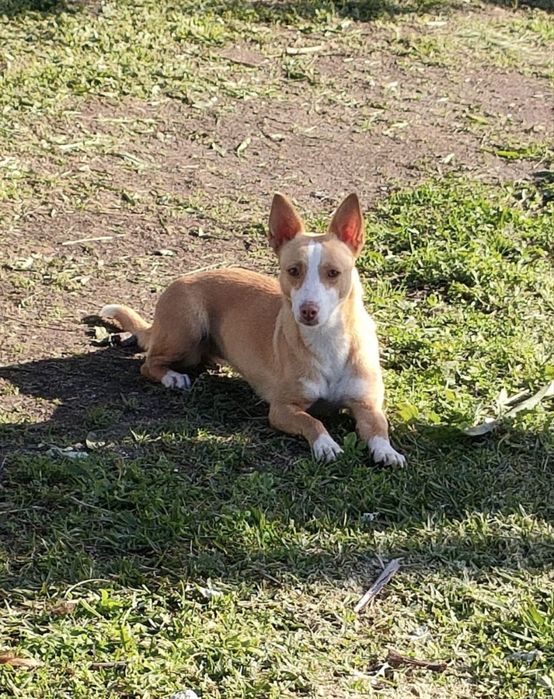 Podenga para adopção