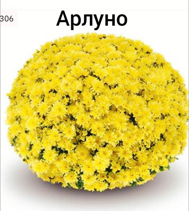 хризантема мультифлора