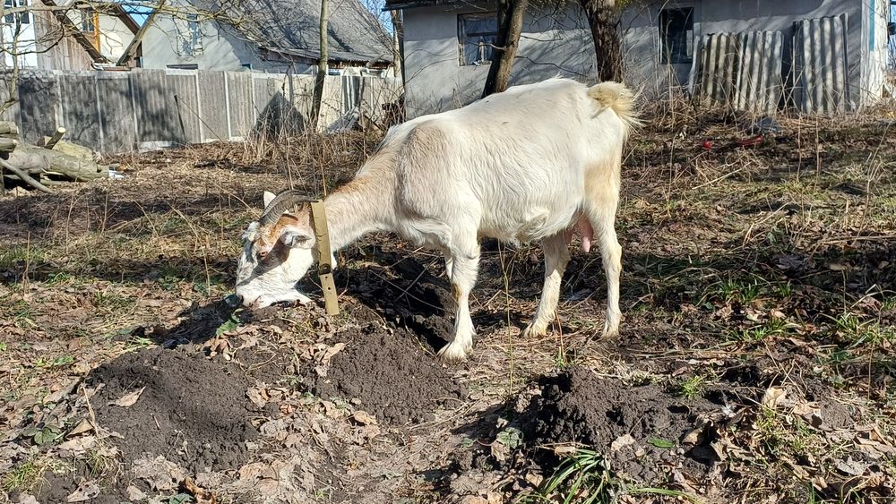 коза, заано-нубійка, англо-нубійська