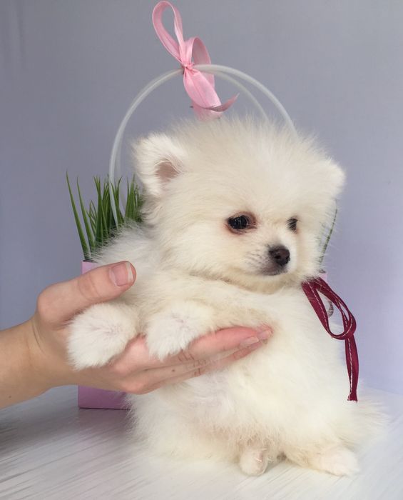 Прекрасні  Шпіци VIP  Хлопчики та Дівчатка