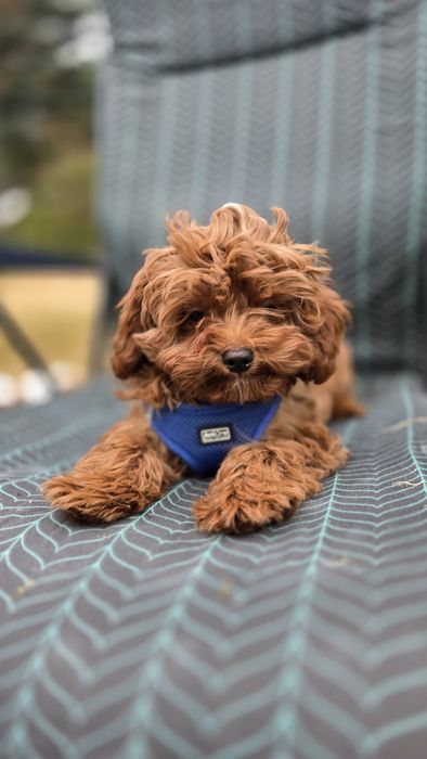 Cavapoo F1b samiec